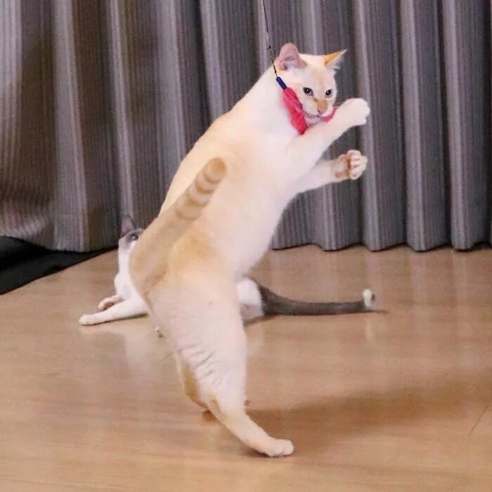 Кот танцует фото This "Dancing" Cat From Japan Has Some Serious Moves Bored Panda
