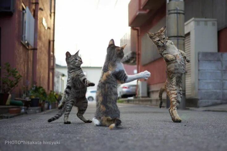 Кот танцует фото Photos of Cats Doing Martial Arts Dancing cat, Cat pics, Ninja cats
