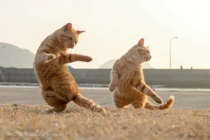 Кот танцует фото Pin on animals Dancing cat, Funny cat videos, Cats and kittens