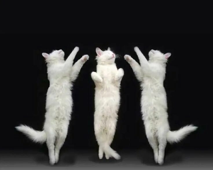 Кот танцует фото Pin on Meeooooow....Woof! Funny cats, Funny animals, Funny animal quotes
