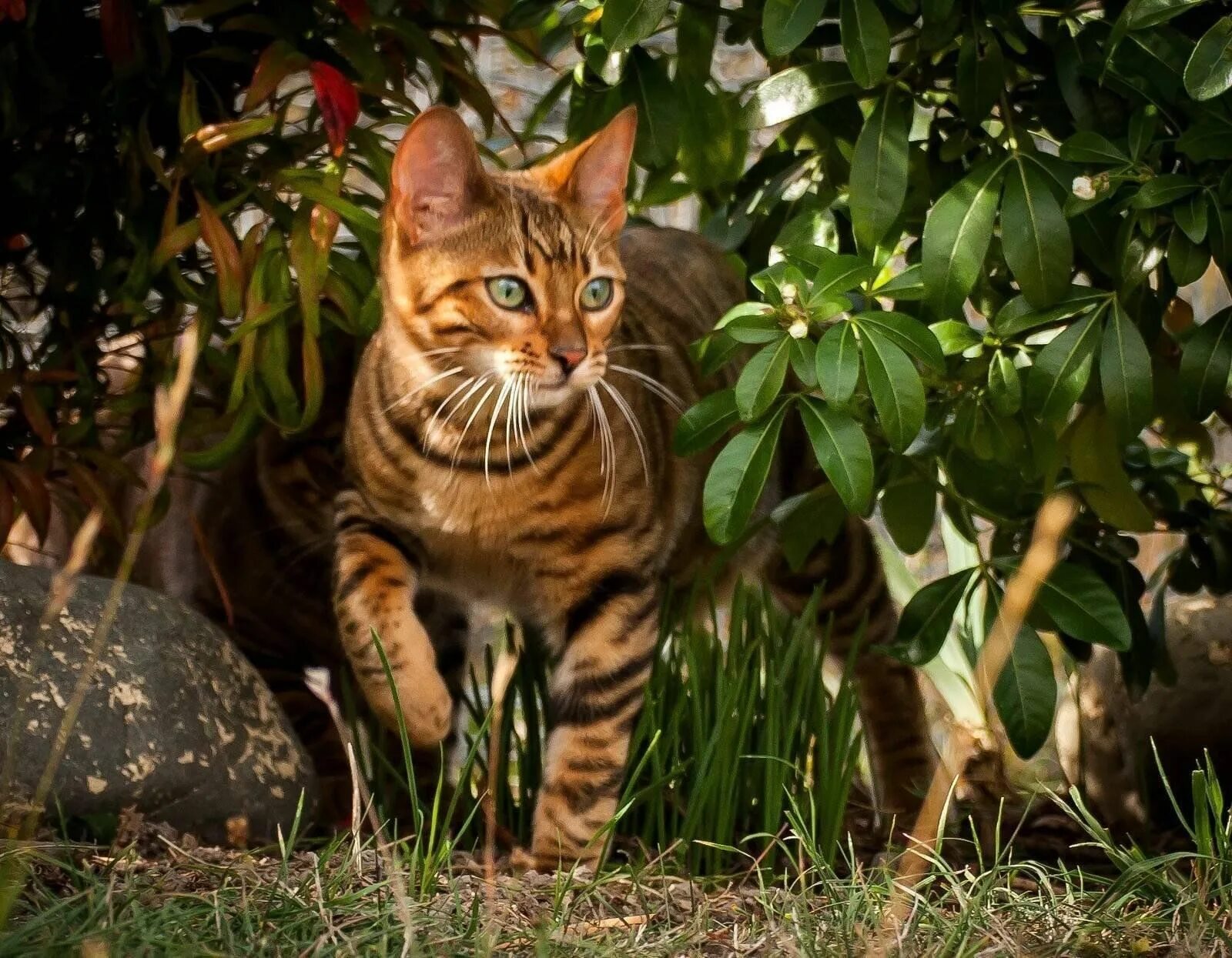Кот тайгер фото Про тигра, которого можно погладить" 2024, Казань - дата и место проведения, про