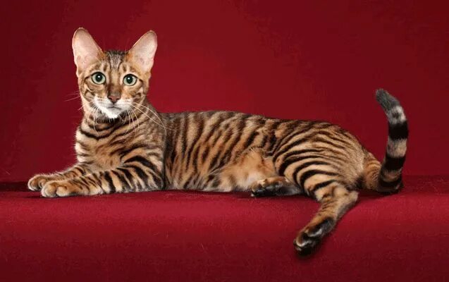 Кот тайгер фото toyger cat breed Bei gatti, Cane gatto, Gatto ragdoll