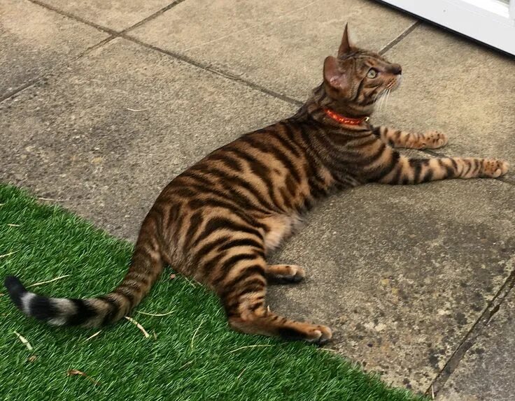 Кот тайгер фото Pin on Kitty Cat Love Toyger cat, Cats, Toyger kitten