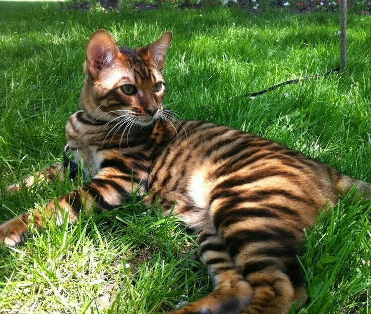 Кот тайгер фото Toyger - Judy Sudgen Gatos, Animales