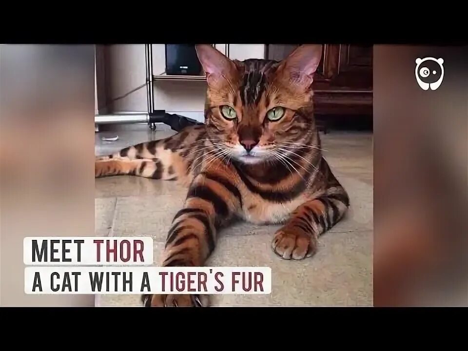 Кот тайгер фото Thor: The Internationally Loved Bengal Cat