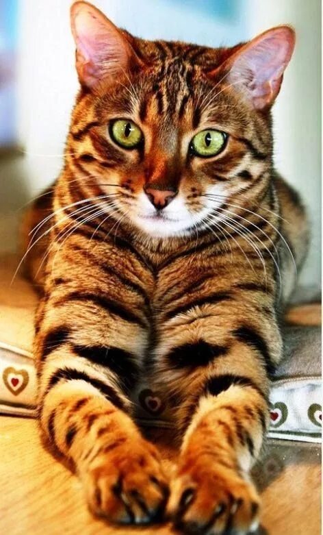 Кот тайгер фото Most current Photos Bengal Cats aesthetic Suggestions Cat aesthetic, Kitten stuf