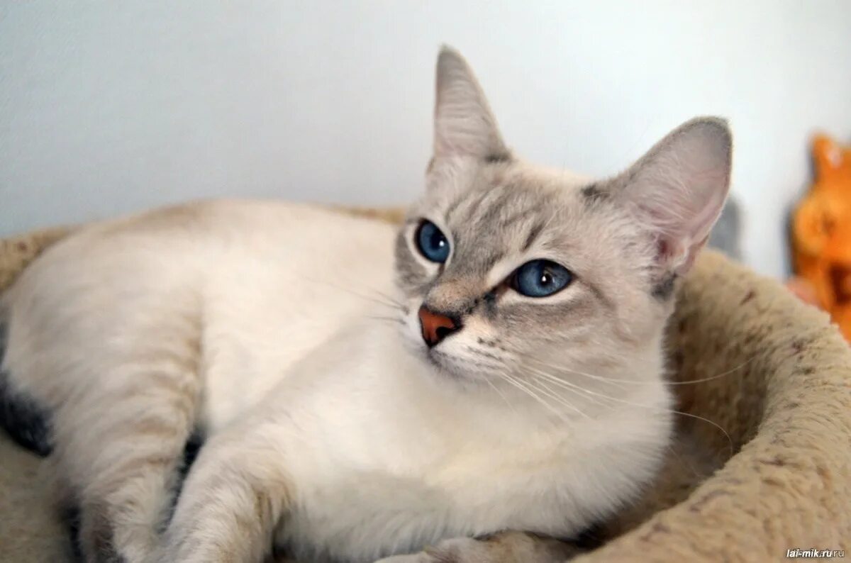 Кот тайской породы фото Пойнт кошка