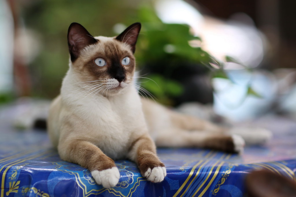 Кот тайской породы фото Siamese cat Piya Nimit Flickr
