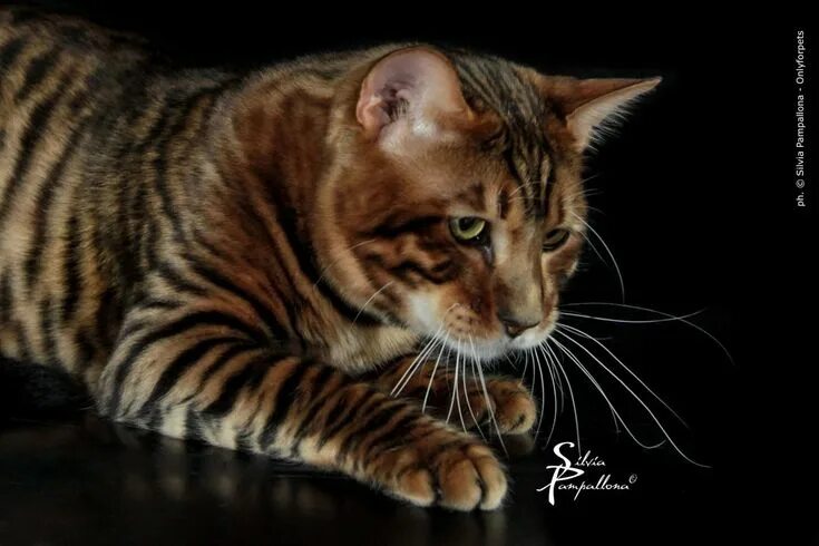 Кот тойгер фото Pin by Yamileth Parafita on Pets Pets, Animals, Cats