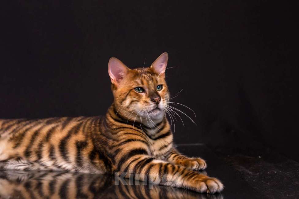Кот тойгер фото Котята породы тойгер - купить, продать или отдать на Kinpet