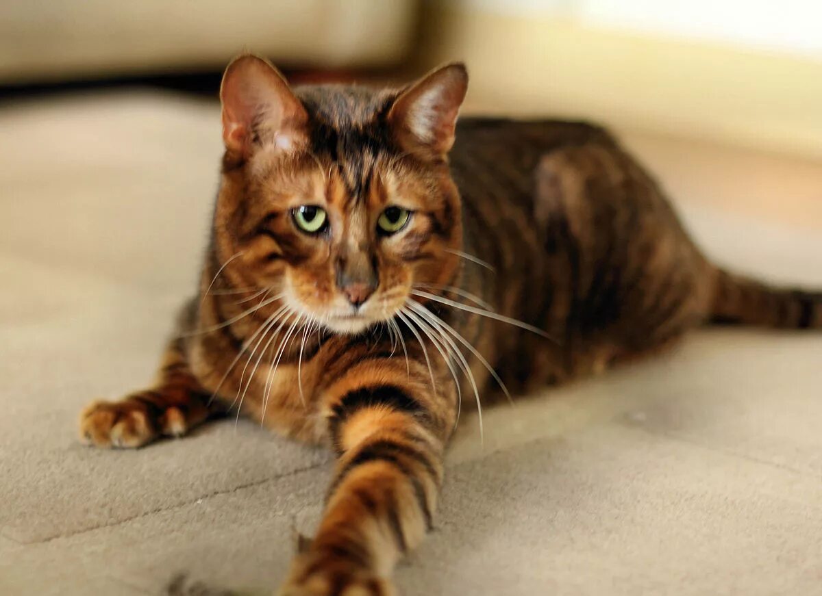 Кот тойгер фото Toyger - Wikipedia bahasa Indonesia, ensiklopedia bebas