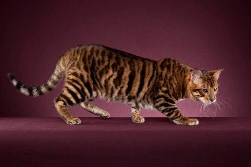 Кот тойгер фото Tigervisions Botan, black mackerel tabby (modified) Toyger Races de chats, Chat 