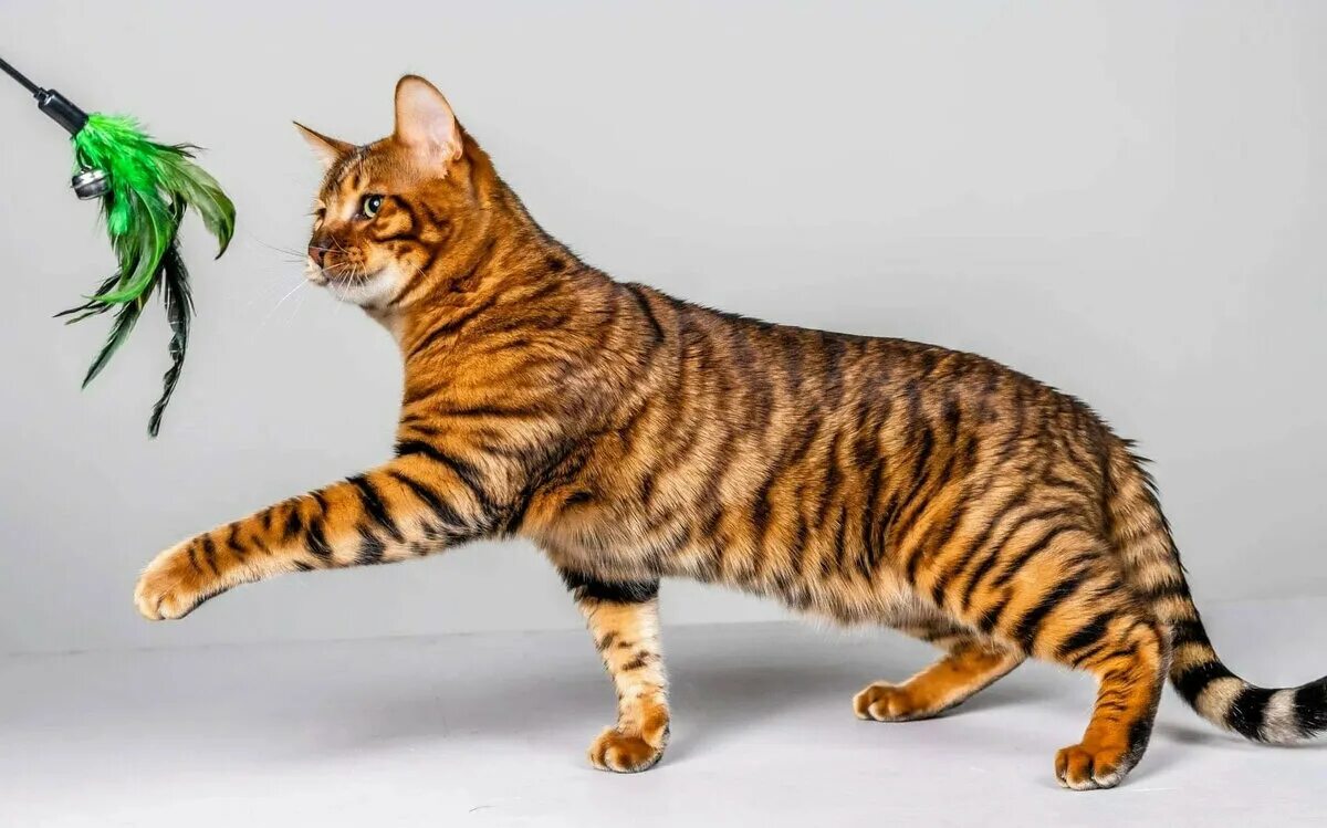 Кот тойгер фото Самые новые породы кошек о которых мало кто знает. Породы которые появились неда