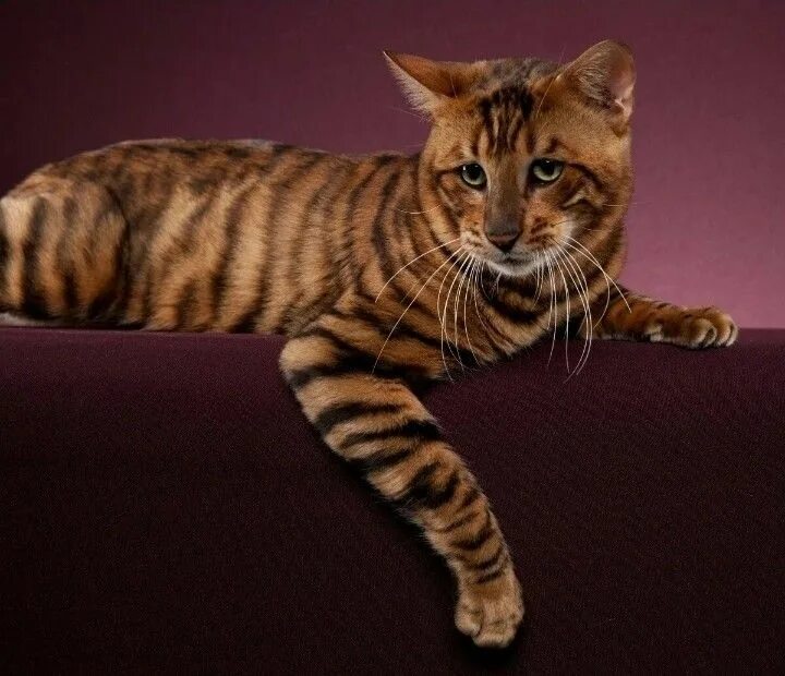 Кот тойгер фото Пин от пользователя C M на доске Cats Красивые кошки, Котята, Кошки
