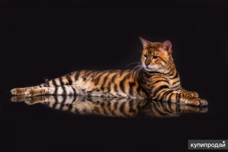 Кот тойгер фото Котенок породы ТОЙГЕР - маленький тигр в Гатчине