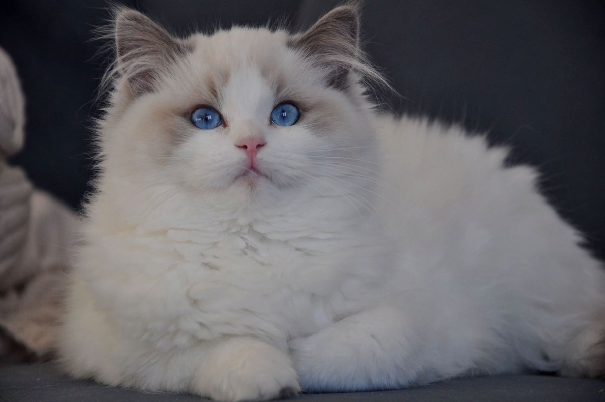 Кот тряпичная кукла фото Пять самых ласковых пород кошек! МанкиБлог Дзен