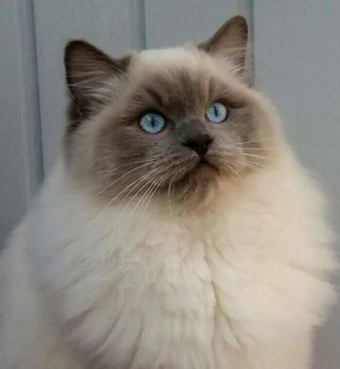 Кот тряпичная кукла фото Кошка тряпичная кукла - Olphoto.ru