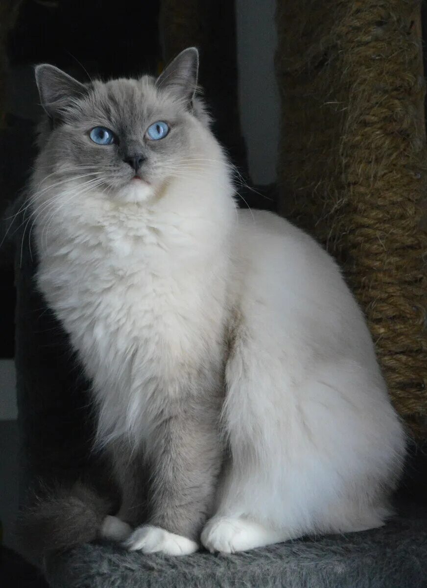 Кот тряпичная кукла фото Кот - тряпичная кукла. Пушистый хвостик Дзен