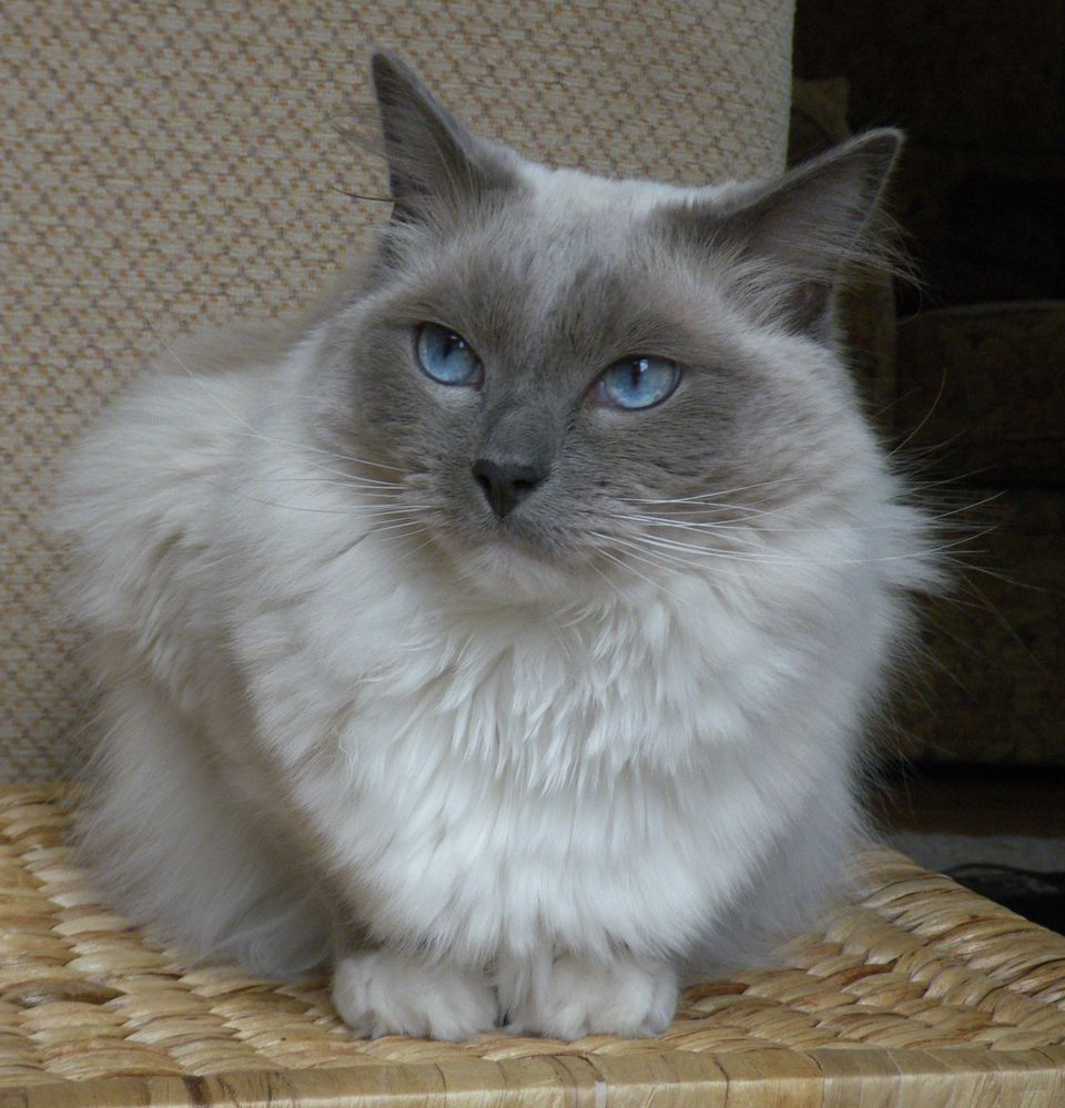 Кот тряпичная кукла фото The 12 Most Popular Cat Breeds Cat breeds, Ragdoll cat, Most popular cat breeds