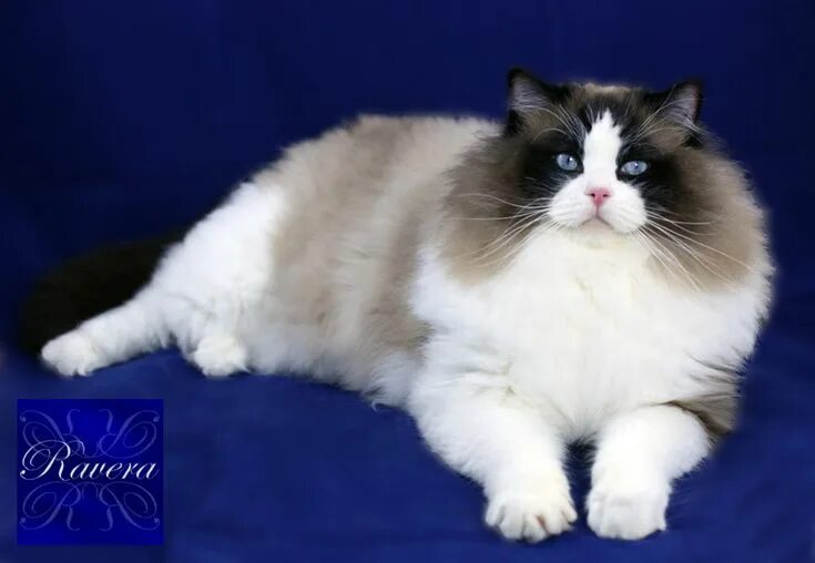 Кот тряпичная кукла фото Pin on Ragdoll Kitties