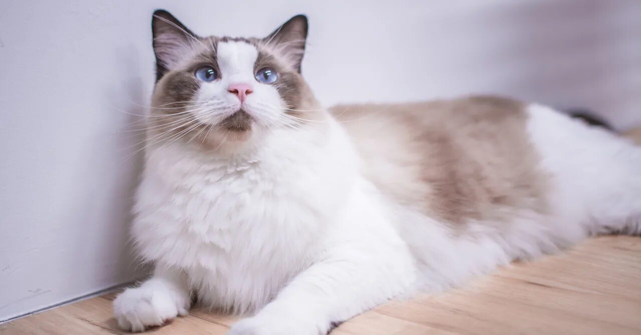 Кот тряпичная кукла фото 6 Tips To Increase Your Cat’s Life Span Beyond 9 Lives