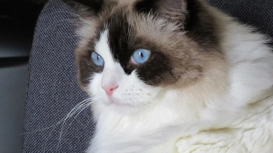 Кот тряпичная кукла фото Самые дорогие породы кошек, за которых придется отдать приличную сумму