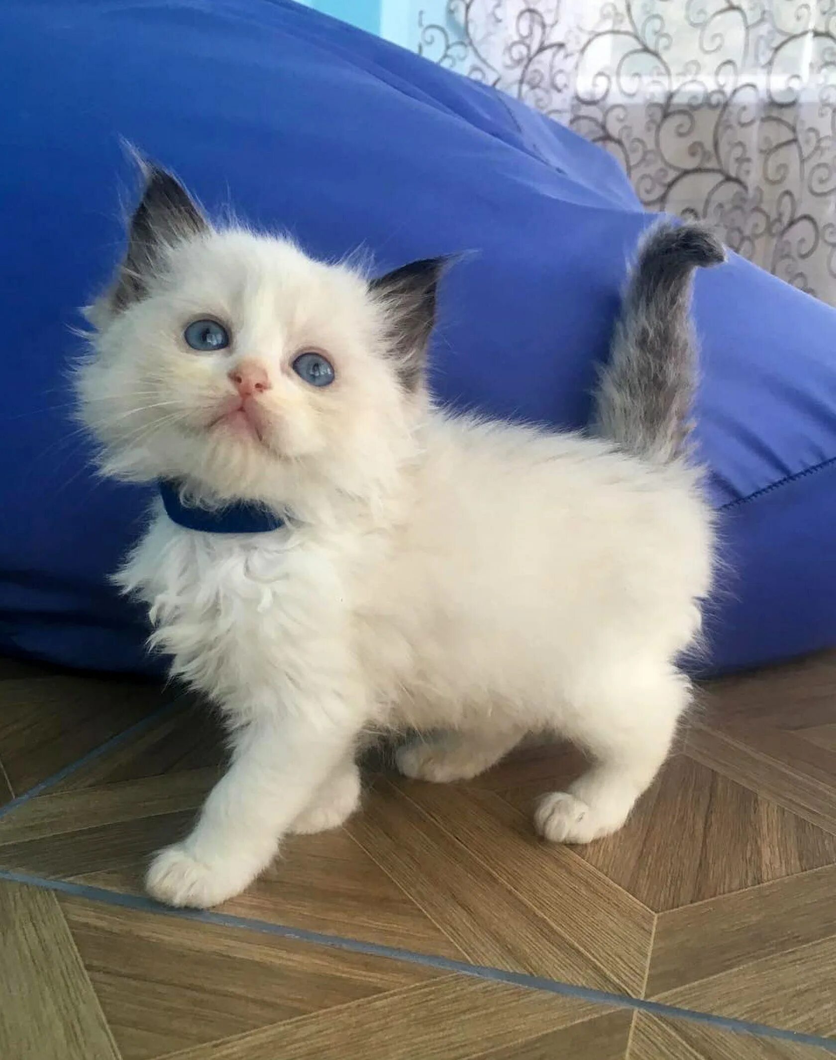 Кот тряпичная кукла фото Порода кошек тряпичная кукла 60 фото - ZooClever.ru