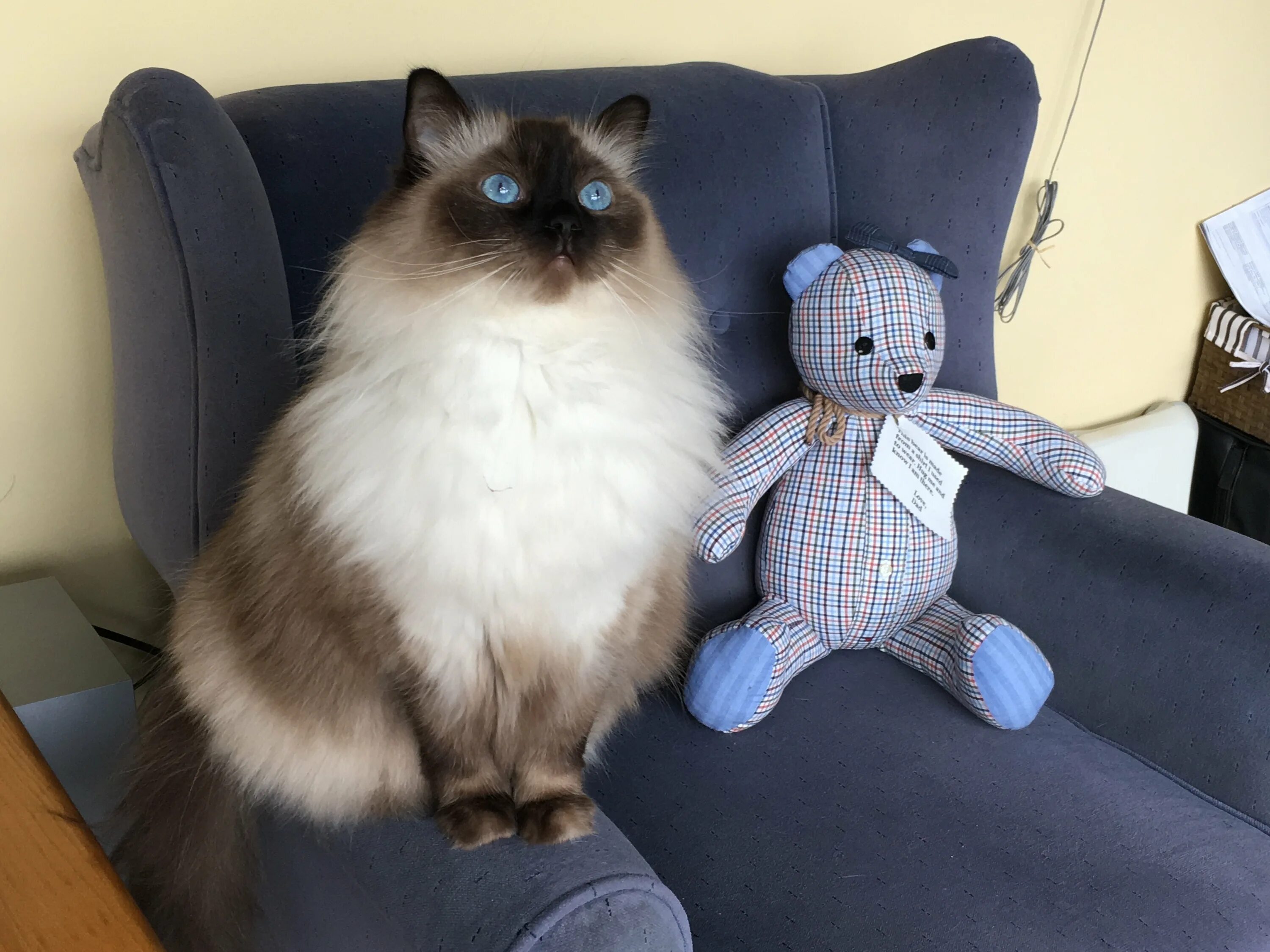 Кот тряпичная кукла фото Seal Point Ragdoll Cats: Mitted, Colorpoint, Bicolor, Lynx Seal Ragdolls