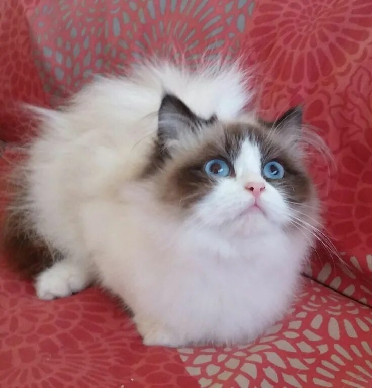 Кот тряпичная кукла фото Pin by Barbara Smith on Beautiful Ragdolls, Persians, Birmans, Russians, Siberia