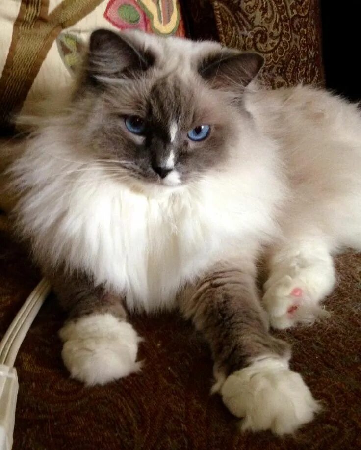 Кот тряпичная кукла фото Pin by Sam on CUTE KITTY CATS Beautiful cats, Pretty cats, Cute cats
