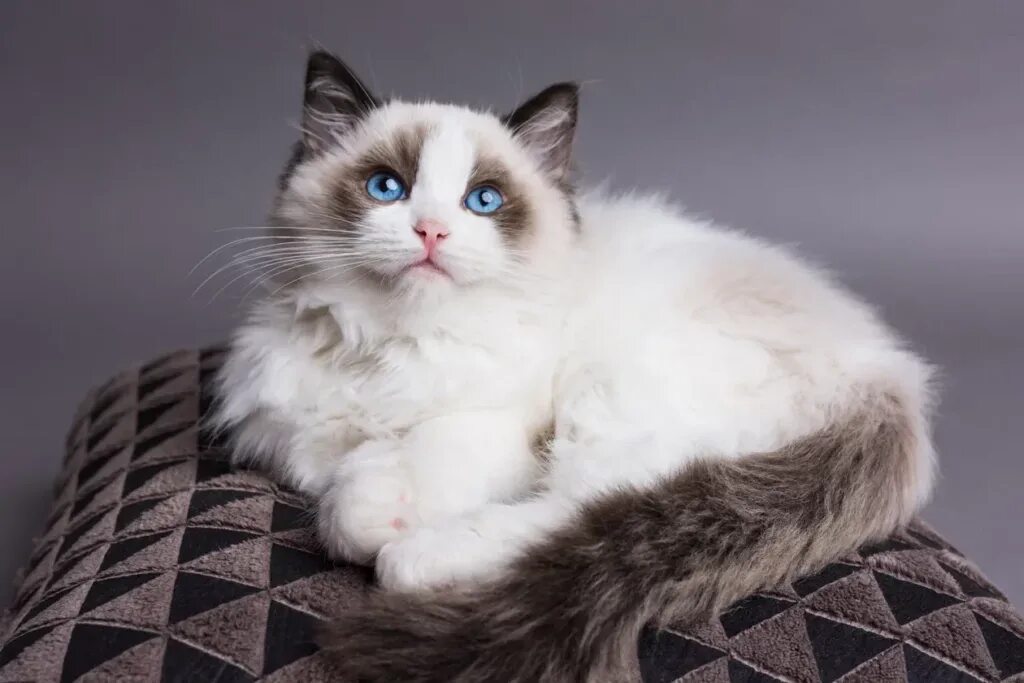 Кот тряпичная кукла фото Породы кошек и котов для детей