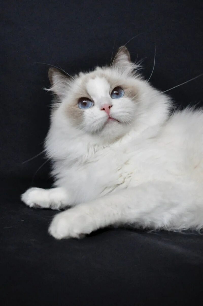 Кот тряпичная кукла фото Кошка тряпичная кукла порода - картинки и фото koshka.top