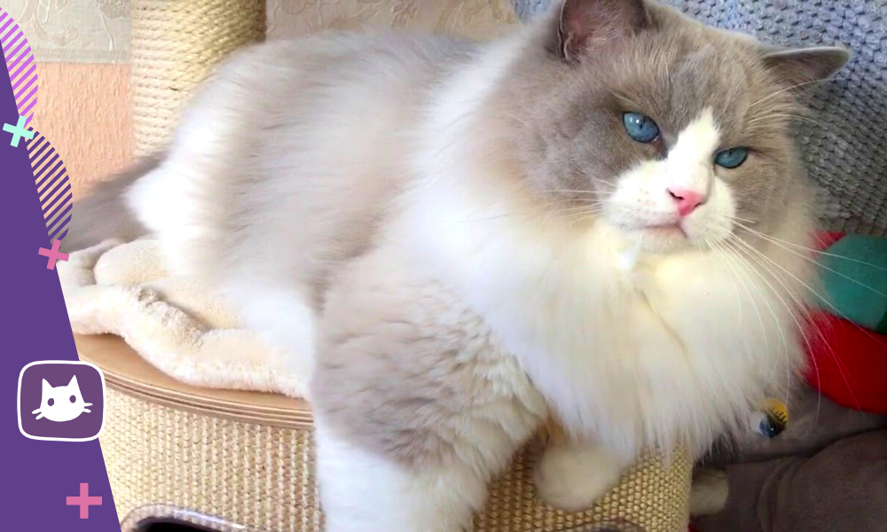 Кот тряпичная кукла фото Кот тряпичная кукла порода - Vetgon.ru