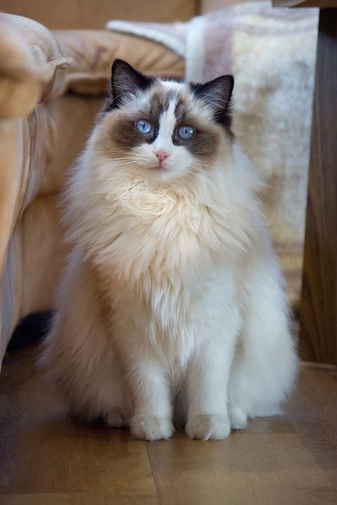 Кот тряпичная кукла фото Ragdoll Cat Facts Ragdoll Cat FAQs Ragdoll Cat Information Ragdoll cat breed, Ra