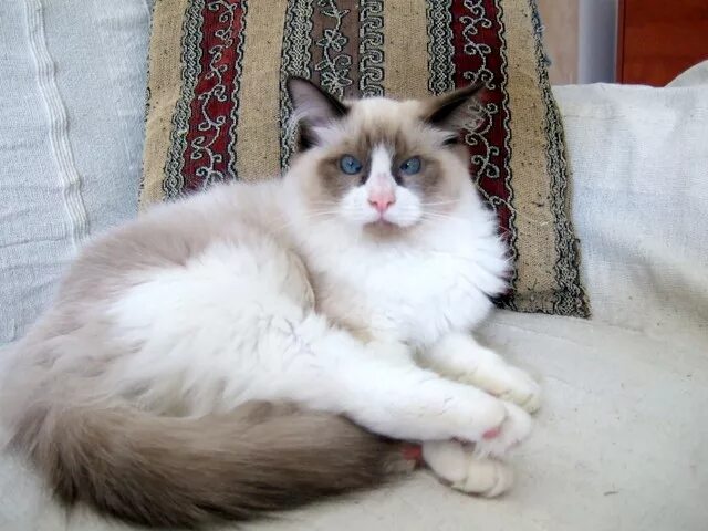 Кот тряпичная кукла фото Котёнок породы Регдолл тряпичная кукла
