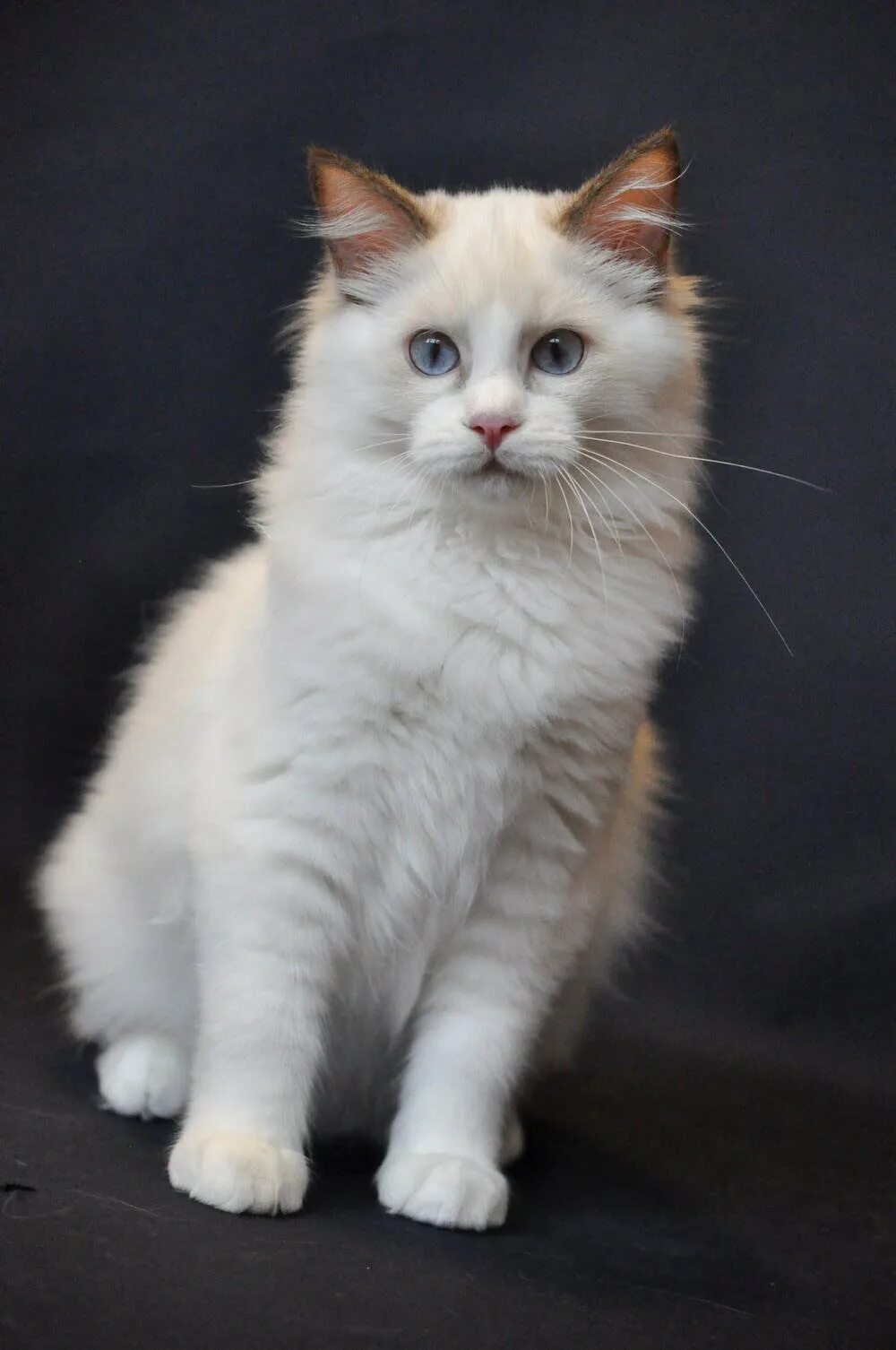Кот тряпичная кукла фото Кошка тряпичная кукла порода - картинки и фото koshka.top