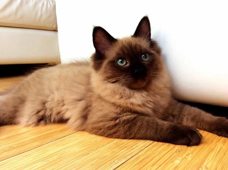 Кот тряпичная кукла фото 8-15-15. ( Seal point mink Ragdoll.) Cute cats and dogs, Ragdoll cat, Cute cats 
