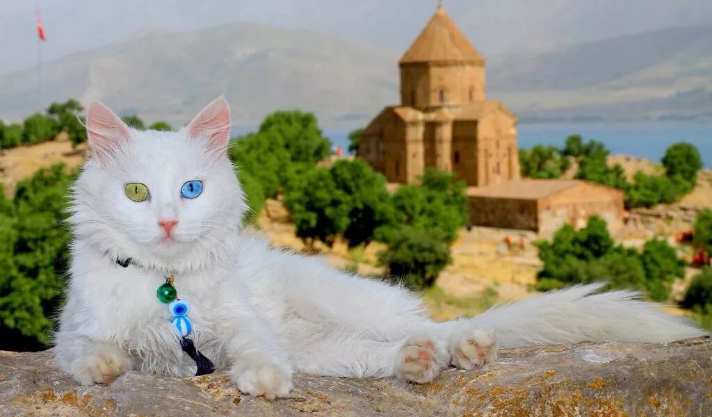 Кот турецкий ван фото Турецкий ван: все о кошке, фото, описание породы, характер, цена