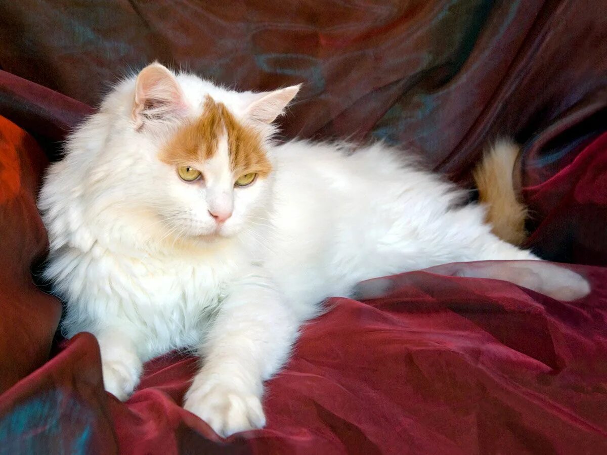 Кот турецкий ван фото Cat Coat Colors And Patterns - TheCatSite Turkish van cats, Turkish angora cat, 