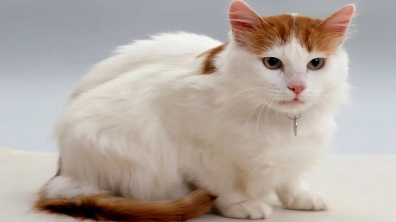 Кот турецкий ван фото Interesting Turkish Van Facts - YouTube