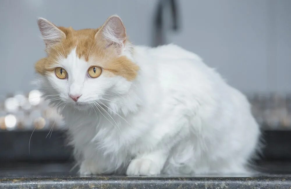 Кот турецкий ван фото Рыжие кошки Purina