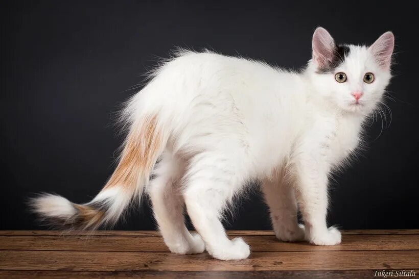 Кот турецкий ван фото 9 пород кошек, которые стали символами своих стран