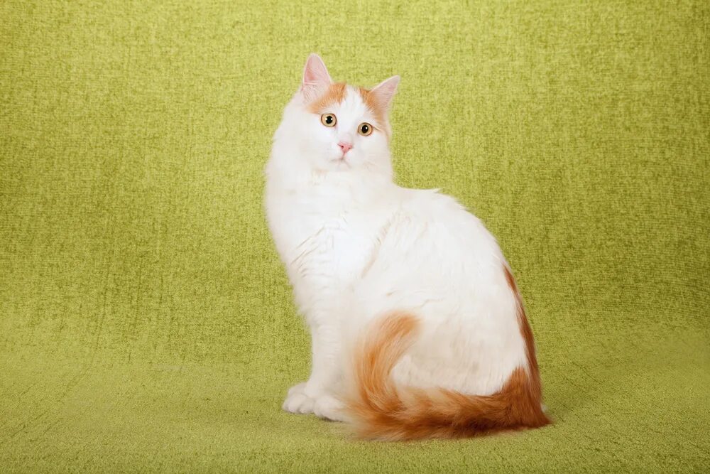 Кот турецкий ван фото Turkish Van Cat Breed Info: Pictures, Temperament & Traits - Catster