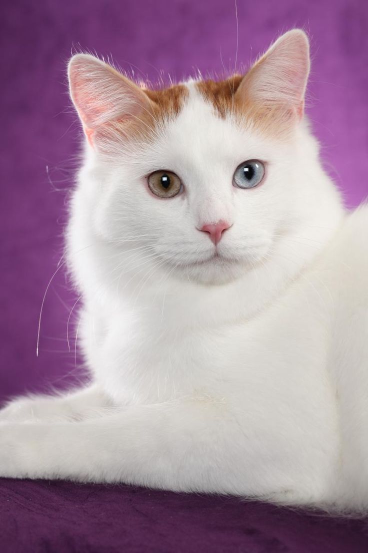 Кот турецкий ван фото Halima Turkish Van Cattery - Home Some news Erica was re- elected as the TICA Br