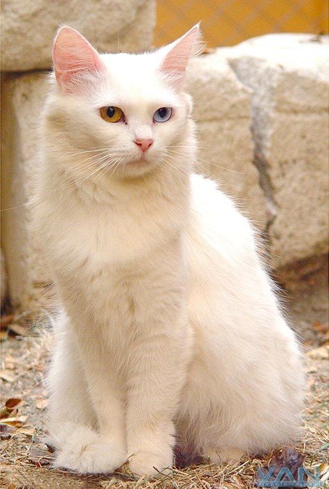 Кот турецкий ван фото Pin on VAN KEDİSİ PAYLAŞIM SAYFASI ( Page Sharing Van Cats In Turkey