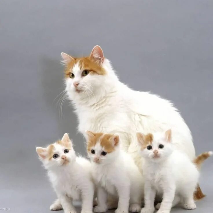 Кот турецкий ван фото My Cat Wont Eat or Drink What Can That Mean? Turkish van cats, Angora cats, Turk