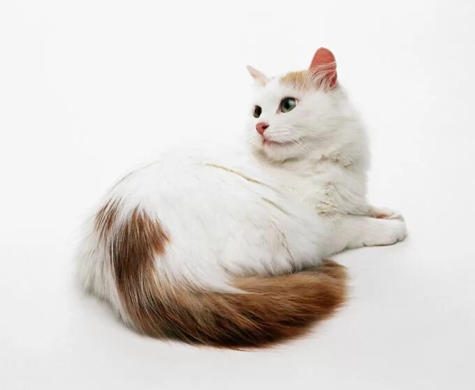 Кот турецкий ван фото Turkish Van Cat Breed Information & Characteristics Turkish van cats, Angora cat