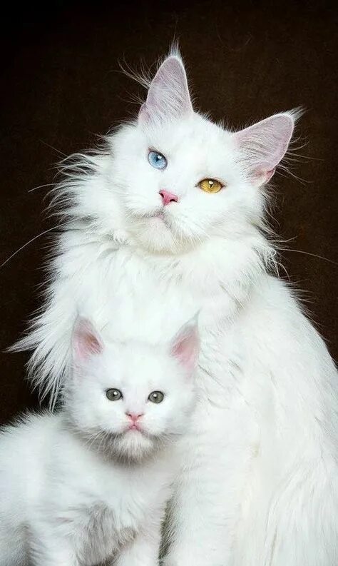 Кот турецкой породы фото 13 Cats ideas cats, cute cats, cats and kittens