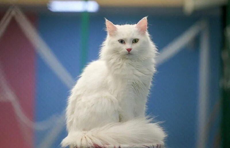 Кот турецкой породы фото The Turkish cat is recognized as the most beautiful in the world Society Seldon 