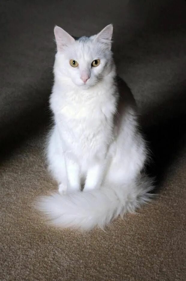 Кот турецкой породы фото Angorá Tudo Sobre a Raça de Gato Angorá #buyakitten Angora cats, Cat breeds, Tur
